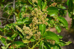 Buchanania axillaris